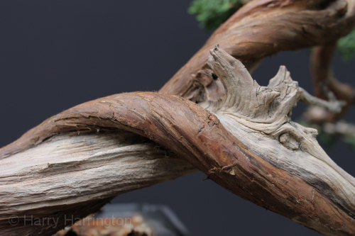juniper bonsai